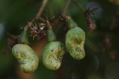 Ağaçtaki Hint İlaçlı Meyveleri