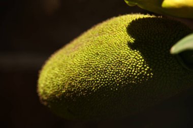 Meyvelerin yakın plan çekimi.