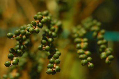 Meyvelerin yakın plan çekimi.