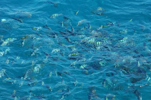 Peixes Que Reproduzem Tanque Peixe — Fotografia de Stock