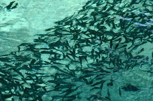 Fishes Breeding In Fish Tank