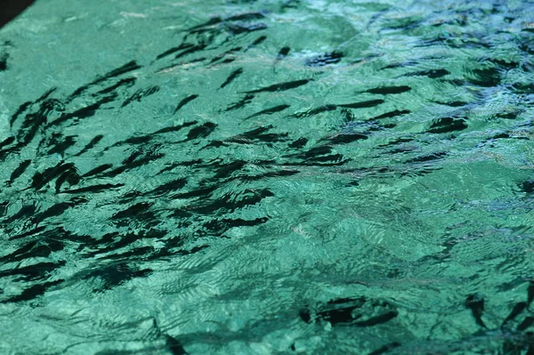 Fishes Breeding In Fish Tank