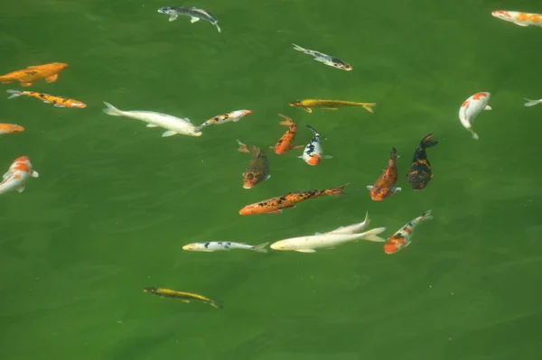 Fishes Breeding In Fish Tank