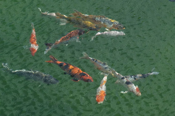 Рыбы Размножаются Аквариуме — стоковое фото
