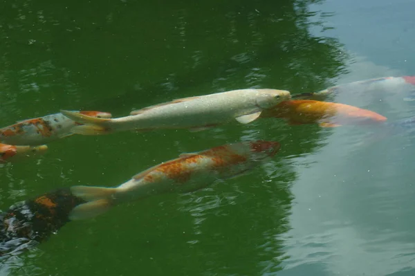 Peixes Que Reproduzem Tanque Peixe — Fotografia de Stock