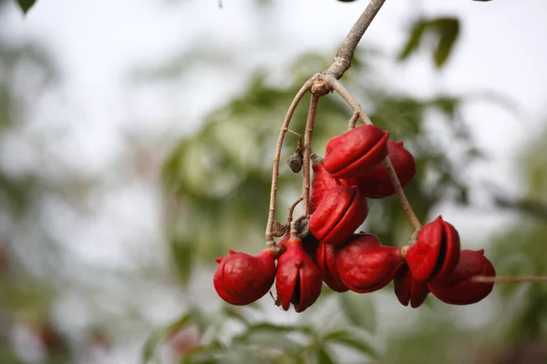 Ινδικά Φάρμακα Φρούτα Ένα Δέντρο — Φωτογραφία Αρχείου