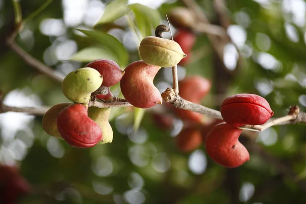 Frutas Medicadas Indianas Uma Árvore — Fotografia de Stock