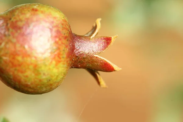 Close Tiro Frutas — Fotografia de Stock