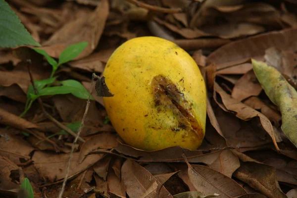 Closeup Damaged Mango — Stockfoto