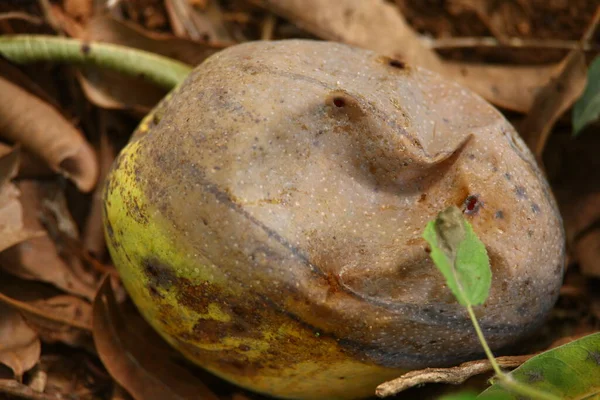 Closeup Damaged Mango — Stockfoto