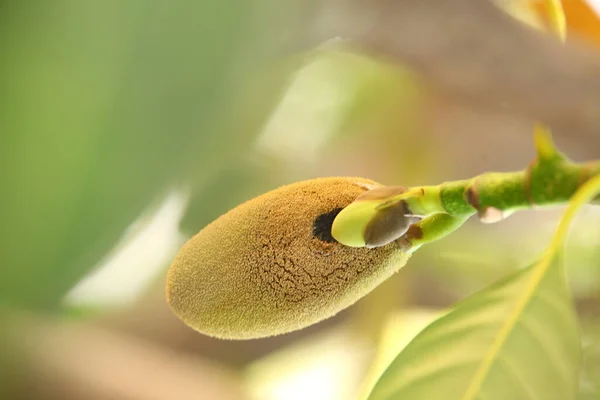 Indian Medicated Fruits Tree — Stock Photo, Image