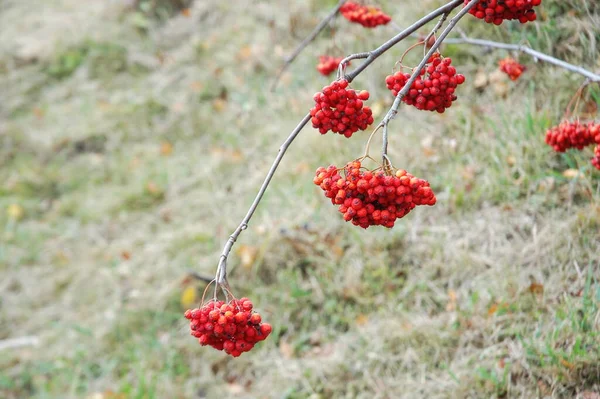 木の上のインドの薬用フルーツ — ストック写真