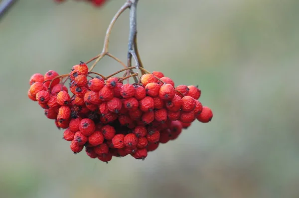 Indian Medicated Fruits Tree — Stock Photo, Image