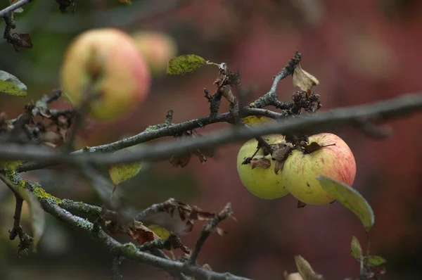 Detailní Záběr Ovoce — Stock fotografie