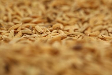 Pirinç değirmeninde pirinç