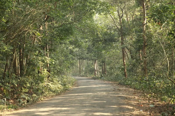 Tar Road Forest — 스톡 사진