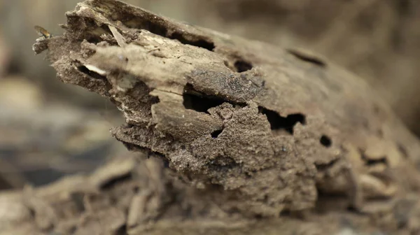 Ayurveda Tree Trunk Texture — Stock Photo, Image