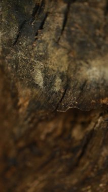 Ayurveda Ağaç Gövdesi Dokusu