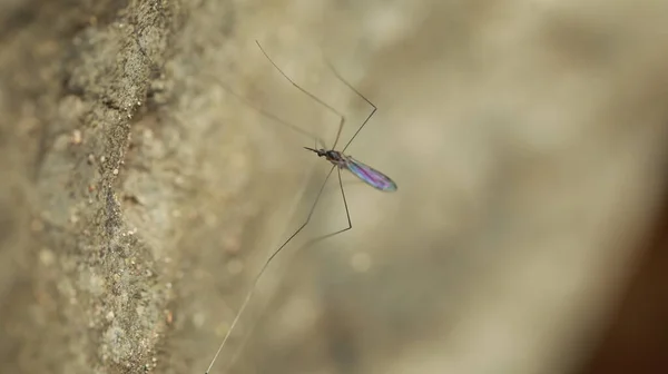 石の上の蚊のマクロショット — ストック写真
