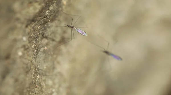 Macro Tiro Mosquito Pedra — Fotografia de Stock