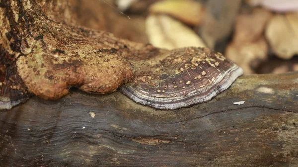 Ayurveda Tree Trunk Υφή — Φωτογραφία Αρχείου