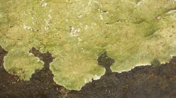 Зеленый Мох Камне — стоковое фото