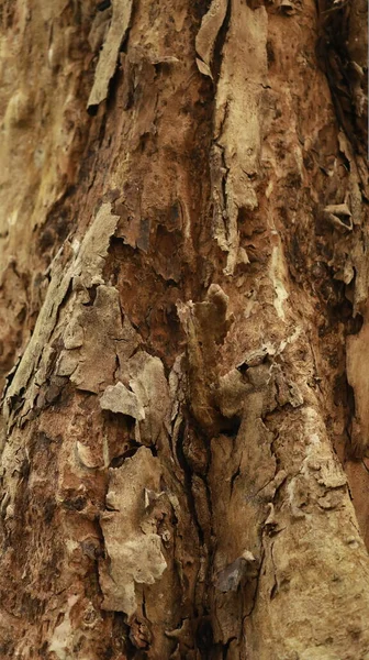 Ayurveda树核结构 — 图库照片