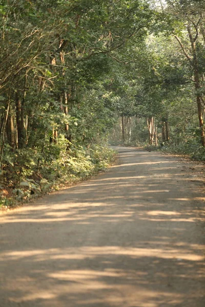 Teerweg Het Bos — Stockfoto