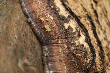 Ayurveda Ağaç Gövdesi Dokusu