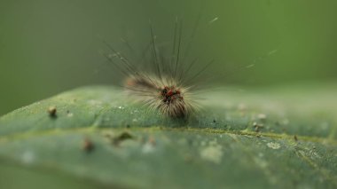 Böcek bir bitki üzerinde