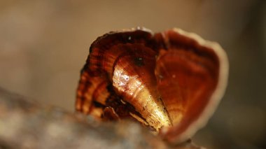 Hint İlaçlı Bitki Yaprak makro shot 'ı