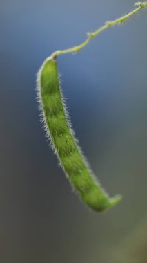 Ağaçtaki Hint İlaçlı Meyveleri