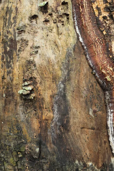 Ayurveda Tree Trunk Tekstury — Zdjęcie stockowe