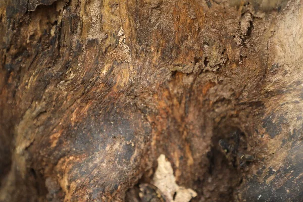 Ayurveda Ağaç Gövdesi Dokusu — Stok fotoğraf
