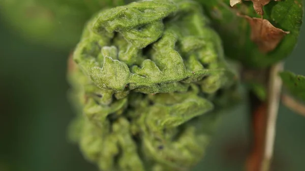 Hint Laçlı Bitki Yaprak Makro Shot — Stok fotoğraf