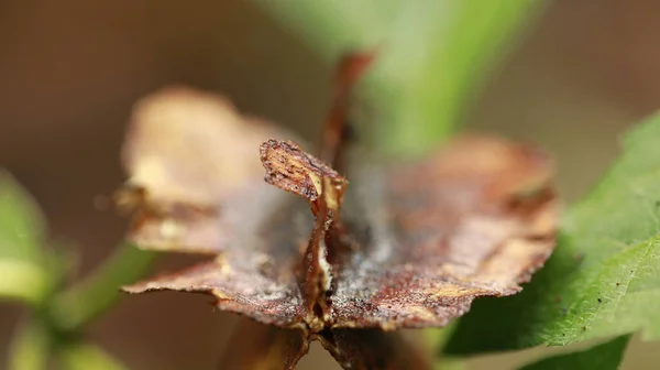 Индийский Макро Снимок Листьев Лекарственных Растений — стоковое фото