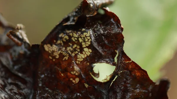 Индийский Макро Снимок Листьев Лекарственных Растений — стоковое фото