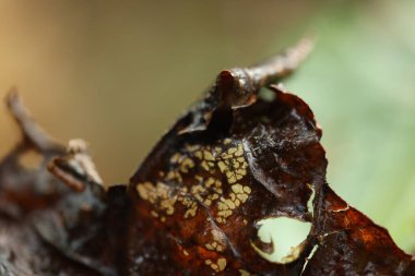 Hint İlaçlı Bitki Yaprak makro shot 'ı