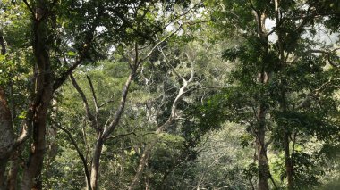 Ormanın derinliklerindeki ağaçlar