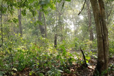 Ormanın derinliklerindeki ağaçlar