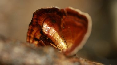 Hint İlaçlı Bitki Yaprak makro shot 'ı