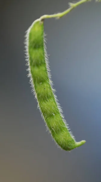 Indische Arzneifrüchte Auf Einem Baum — Stockfoto