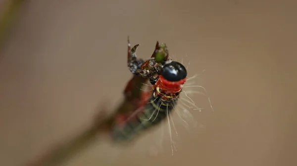 Hmyz Závod — Stock fotografie