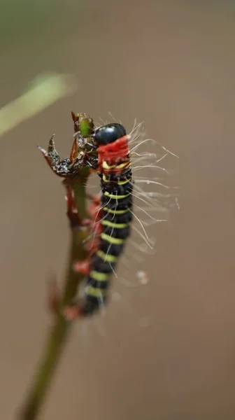 Insect Een Plant — Stockfoto