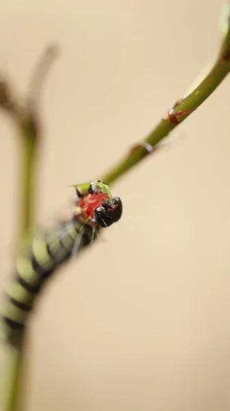 Insect Plant — Stock Photo, Image