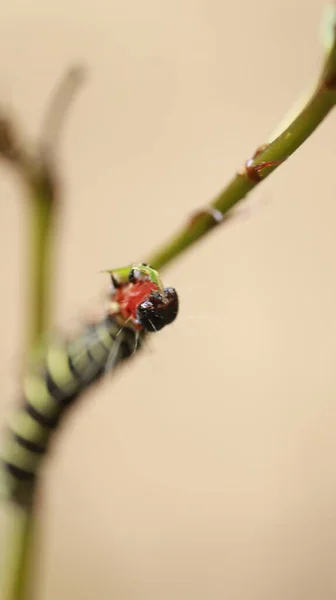 Inseto Uma Planta — Fotografia de Stock