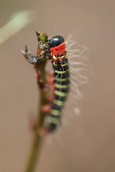 Insect Een Plant — Stockfoto
