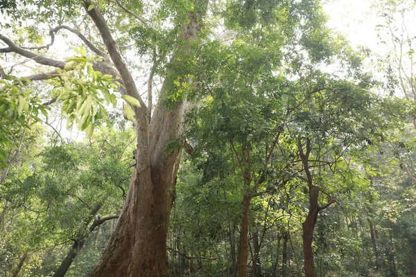 Ormanın Derinliklerindeki Ağaçlar — Stok fotoğraf