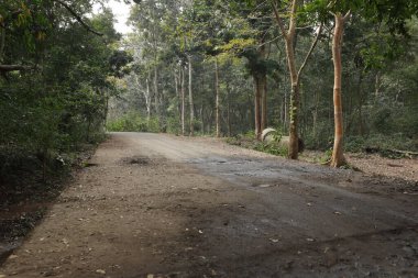 Ormandaki Katran Yolu