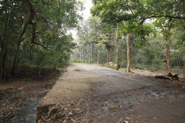 Ormandaki Katran Yolu